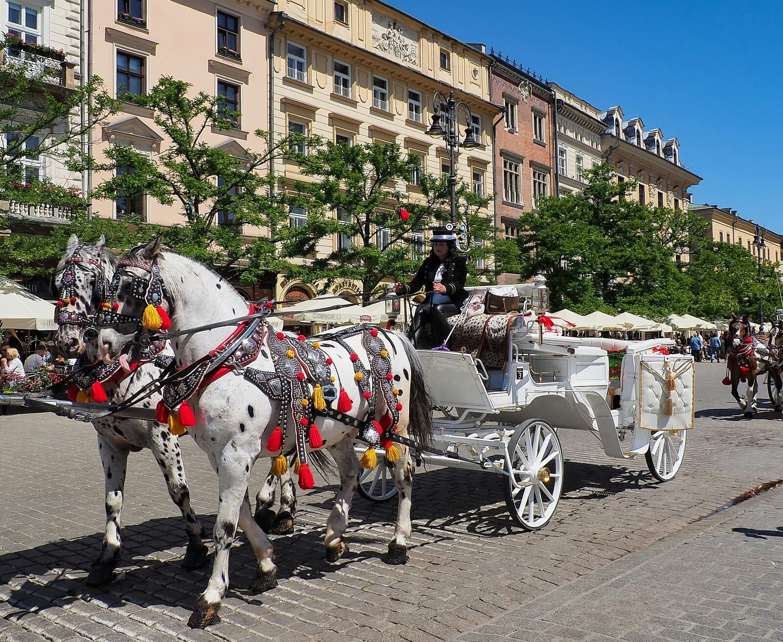 Decorated horse bagghi carrying groom for baraat venue arrival